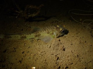 %!i(int=236842222) Blacktip Poacher