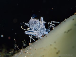 A tiny ghost shrimp (Isopontonia?) appears to dwarf large epiphytic diatoms