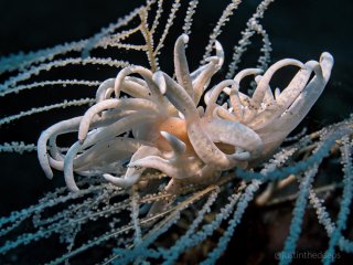 A photogenic Phyllodesmium iriomotense near the Liberty wreck