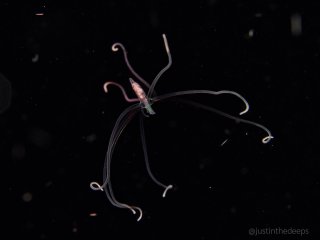 A free-swimming larval anemone (not an octopus)