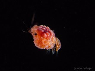 A baby crab, still in the 'megalops' phase (according to iNat)