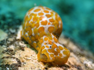 Lamprohaminoea bubble snail
