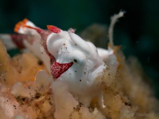 %!i(int=253489626) Warty Anglerfish