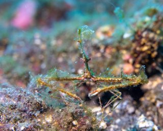 %!i(int=253950280) Thorny Elbow Crab