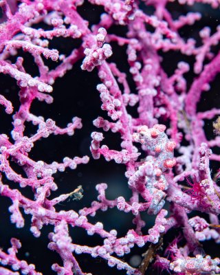 %!i(int=253951689) Pygmy Seahorse