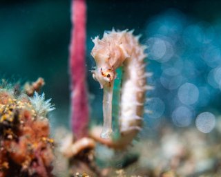 %!i(int=253954458) Spiny Seahorse