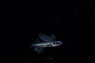 A curious tiny flying fish, offshore at night (blackwater dive)