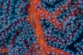 %!i(int=253978150) Many-host Ghostgoby