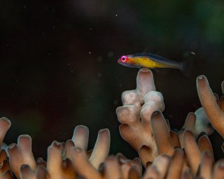 Purple (or pink)-eye Goby