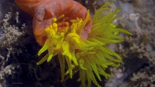 Sun coral