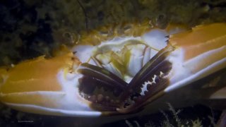 Swimming crab