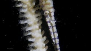 A banded Tozeuma shrimp