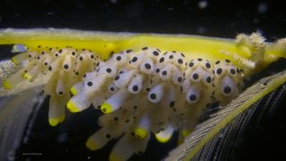 Doto nudibranchs