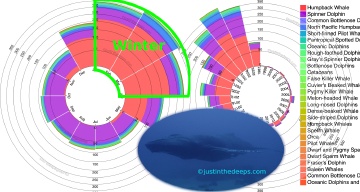 Whale observations by month (left) and year (right)