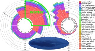 Whale observations by month (left) and year (right)