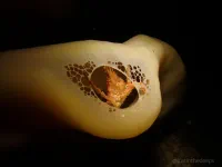 Flagpole Point thumbnail