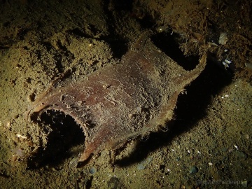 A skate egg? A skate egg?