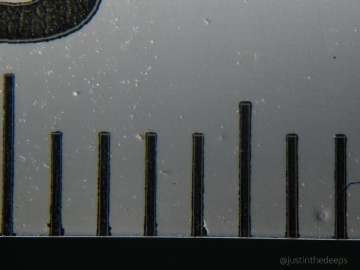 Laowa 50mm MFT macro & +6 close-up lens