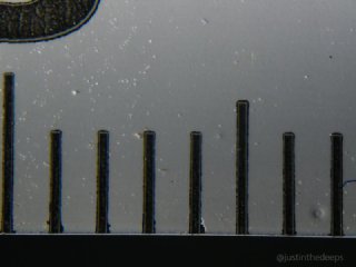 Laowa 50mm MFT macro & +6 close-up lens