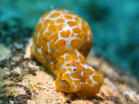 MFT Macro Lenses thumbnail