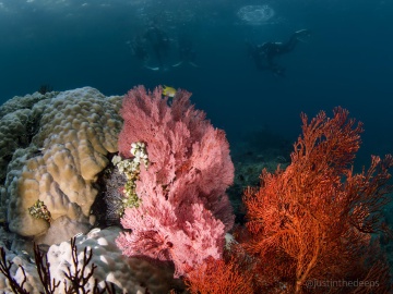 A large variety and abundance of corals thrive throughout Indonesia A large variety and abundance of corals thrive throughout Indonesia