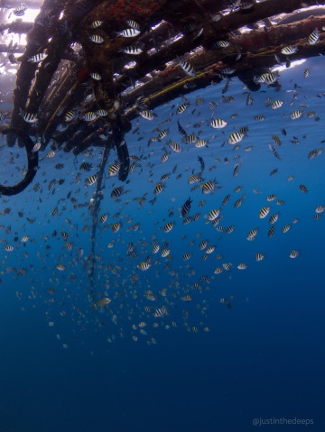 Reef fish schooling under a makeshift bamboo platform Reef fish schooling under a makeshift bamboo platform