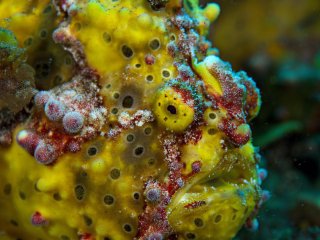 An adult warty frogfish, 'blending in'