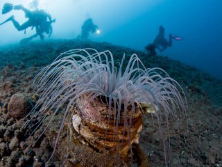 A fascinating tube anemone in the sand slope