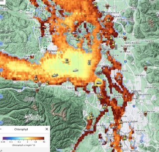 Chlorophyll levels via remote sensing on [NANOOS Explorer](https://nvs.nanoos.org/Explorer). Phytoplankton/algae are chlorophyll masters too