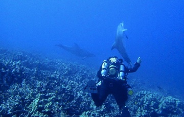 Dolphins Dolphins