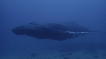Whale Whale