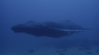 Whale Whale